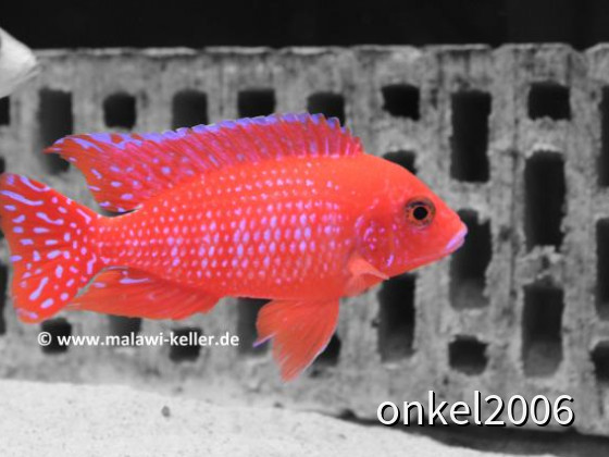 Aulonocara spec. Firefish ( Zuchtform )