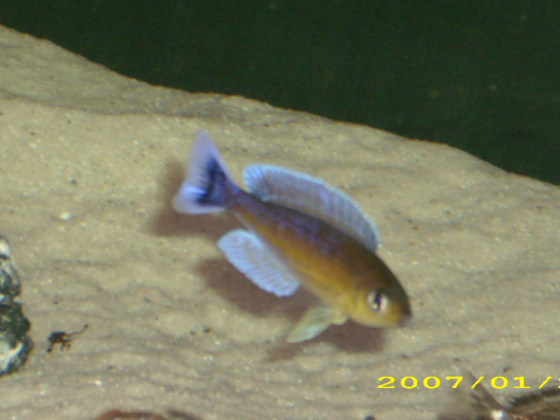 Cyprichromis leptosoma Liuva