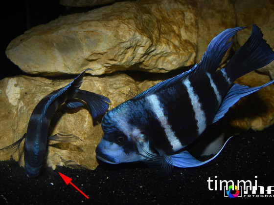 Frontosa Blue Zaire Moba