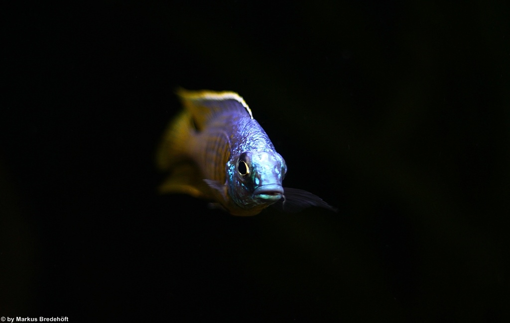 Placidochromis sp. "jalo"