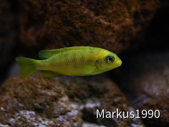 Tropheops sp. "macrophthalmus chitimba" blue Weibchen