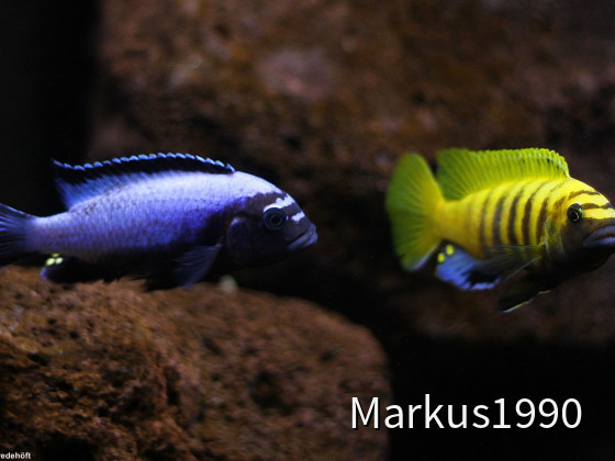 Links: Metriaclima koningsi "likoma" (ehemals sp. "membe deep") rechts: Metriaclima sp. "zebra gold" kawanga