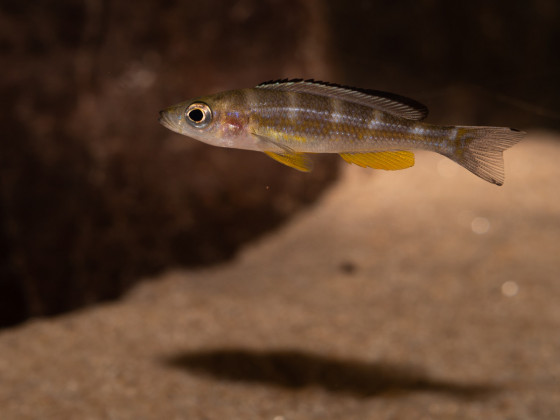 Paracyprichromis brieni "chituta" juvenile