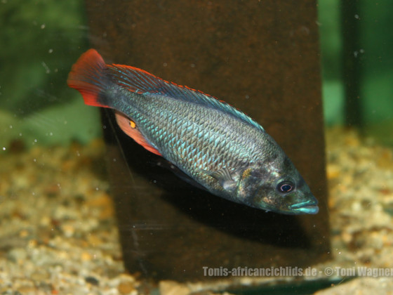Paralabidochromis Chiloten  - Makobe Island -