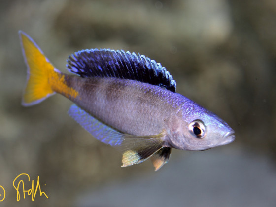Cyprichromis Leptosoma blue flash Isanga