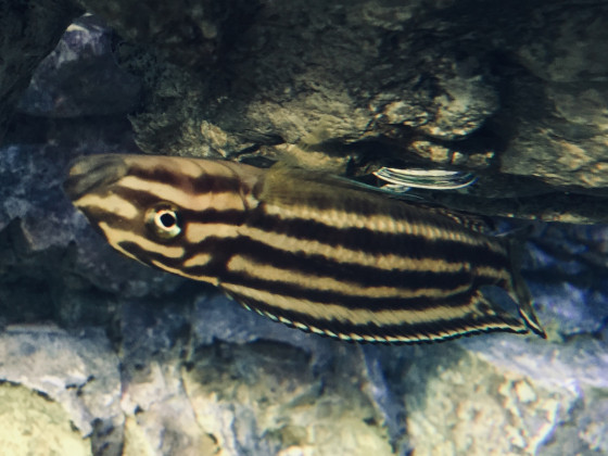 Julidochromis regani im Rückenschwumm