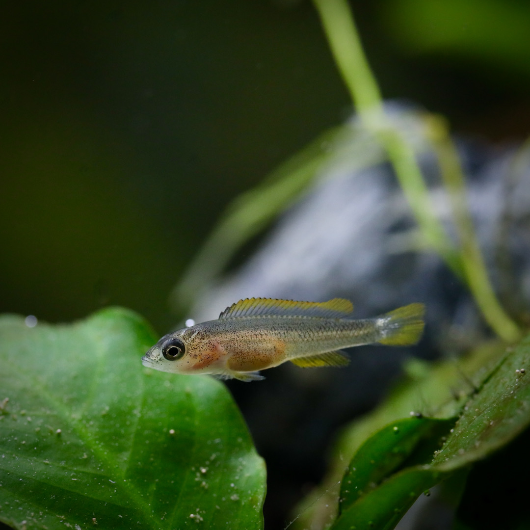 Neolamprologus nigriventris (F2) - Jungfisch ca. 5 Wochen alt und 17-18 mm lang