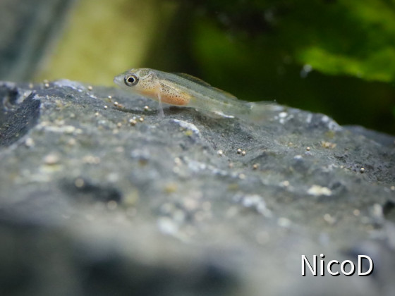 Neolamprologus nigriventris (F2) - Jungfische ca. 3 Wochen nach dem Freischwimmen
