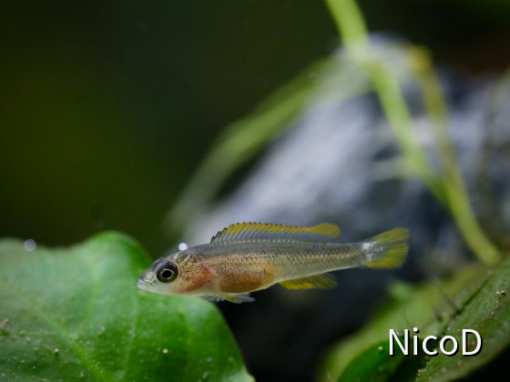 Neolamprologus nigriventris (F2) - Jungfisch ca. 5 Wochen nach dem Freischwimmen (17-18mm groß)