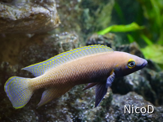 NEOLAMPROLOGUS NIGRIVENTRIS (F1) - Männchen