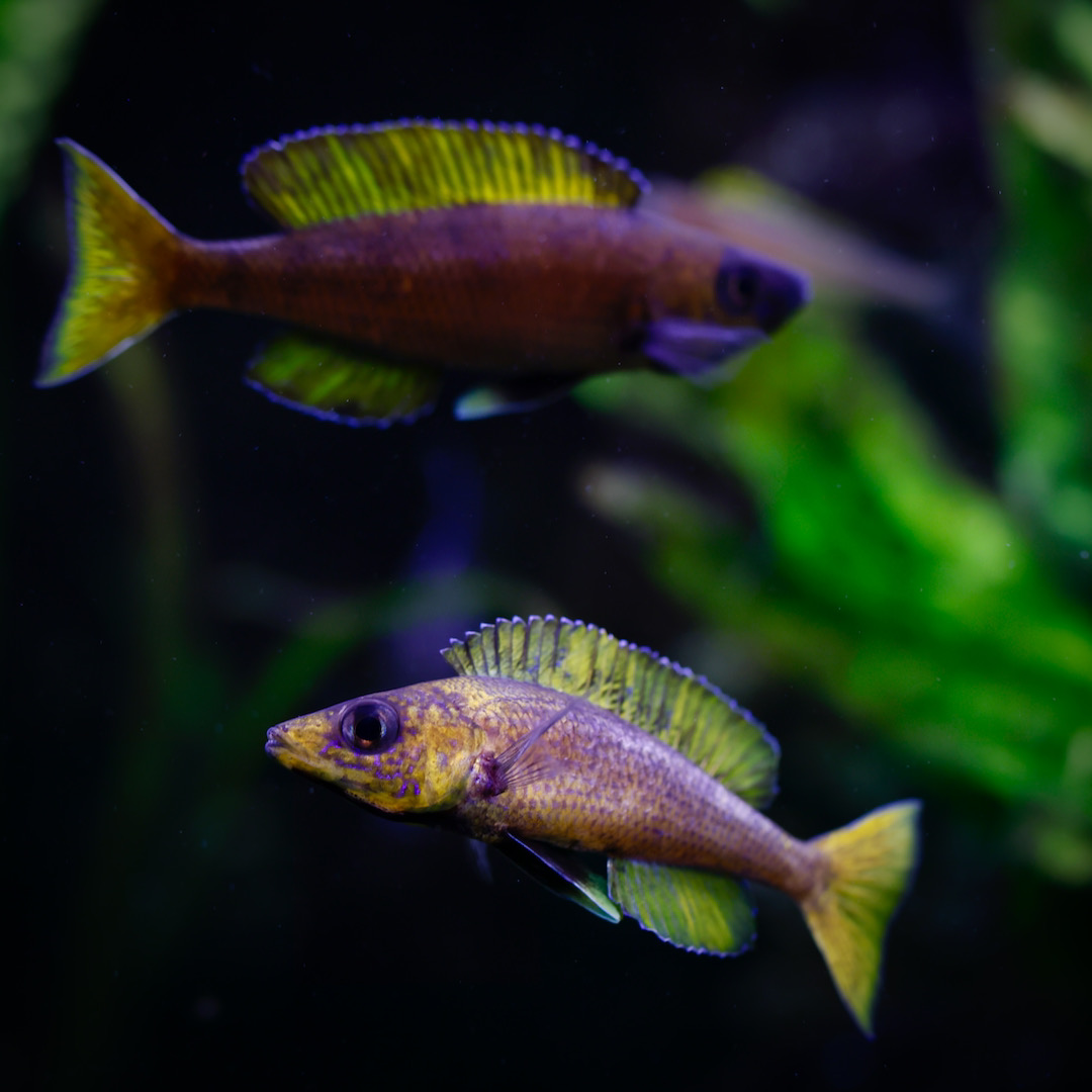 Cyprichromis leptosoma speckleback Moba (F1) - Yellow/blue one