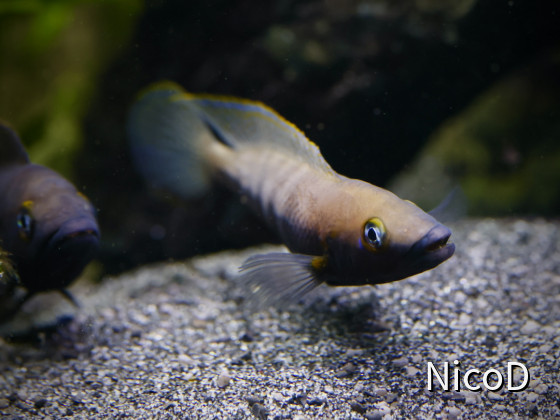 NEOLAMPROLOGUS NIGRIVENTRIS (F1) - Weibchen