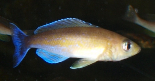 Cyprichromis leptosoma Liuva