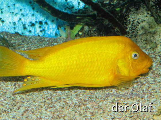 Petrochromis Moshi