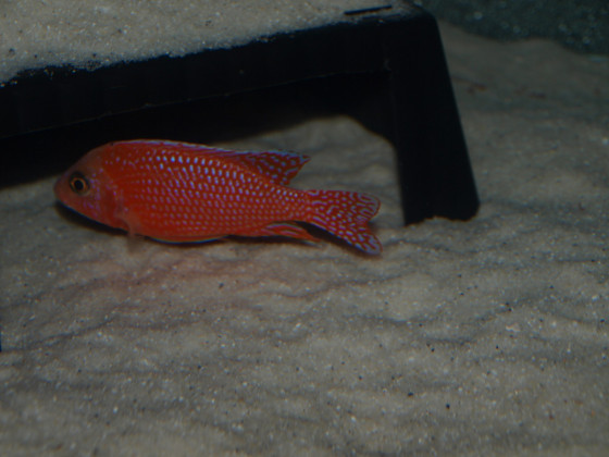 Aulonocara-firefish