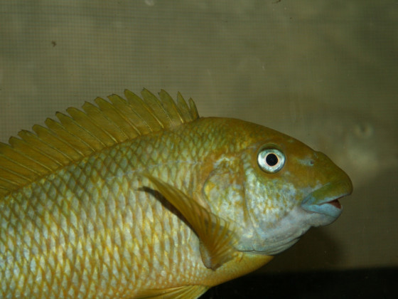 Petrochromis macrognathus
