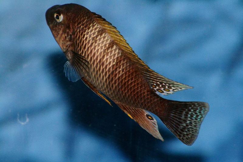 Petrochromis famula sangala