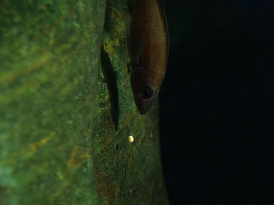 Paracyprichromis nigripinnis Laichen