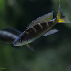 Paracyprichromis Brieni Chituta WFNZ