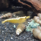Neocaridina Yellow Fire