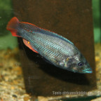 Paralabidochromis Chiloten  - Makobe Island -