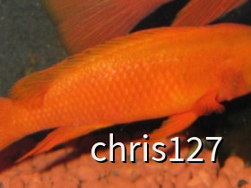 Neolamprologus Leleupi Orange