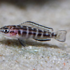 julidochromis transcriptus kissi