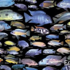 Lake Malawi Cichlids