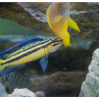 Julidochromis regani Weibchen