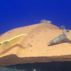 Neocaridina davidi "yellow"
