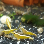 Yellow Fire (Neocaridina davidi)