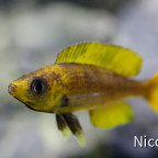 Cyprichromis leptosoma speckleback Moba (F1) - gelbes Männchen
