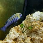 Cynotilapia zebroides „Cobue“