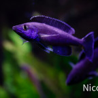 Cyprichromis leptosoma speckleback Moba (F1) - Back again...