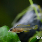 Neolamprologus nigriventris (F2) - Jungfisch ca. 5 Wochen alt und 17-18 mm groß