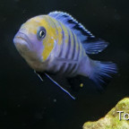 Cynotilapia zebroides 'Cobue'