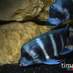 Frontosa Blue Zaire Moba