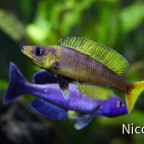 Cyprichromis leptosoma speckleback Moba (F1) - Blau gegen Gelb :-)