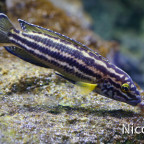Julidochromis regani Chisanse (F0)