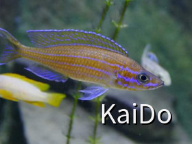 Paracyprichromis nigripinnis blue neon chituta WF