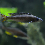 Paracyprichromis Brieni Chituta WFNZ