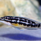 Julidochromis transcriptus kissi