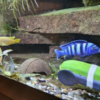 saulosi mänchen und weibchen