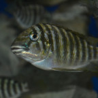 Petrochromis Kasumbe Halembe