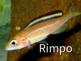 Paracyprichromis spec. "Velifer" (P. brieni Kitumba) w