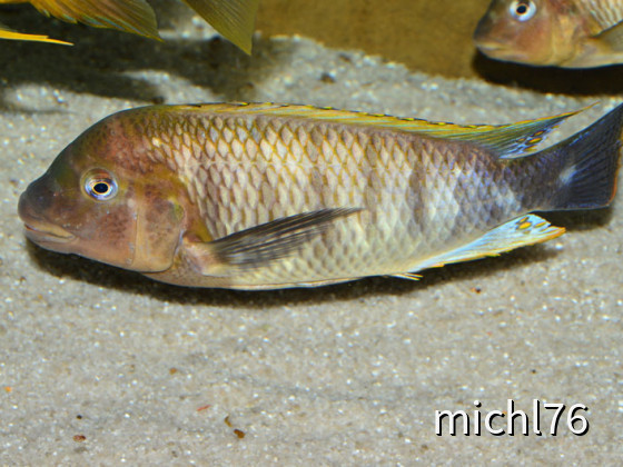Petrochromis famula kilewani