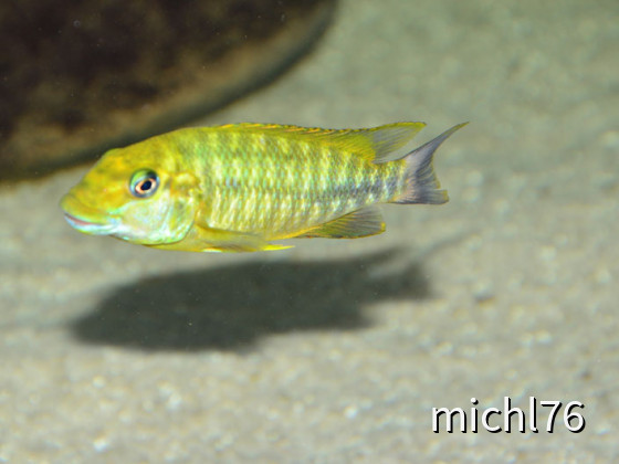 Petrochromis Macrognathus Namansi