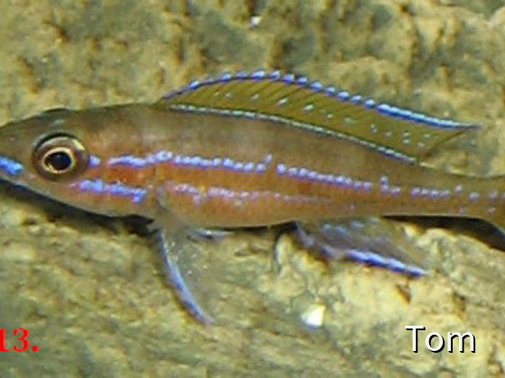 Paracyprichromis nigripinnis " Blue Neon "