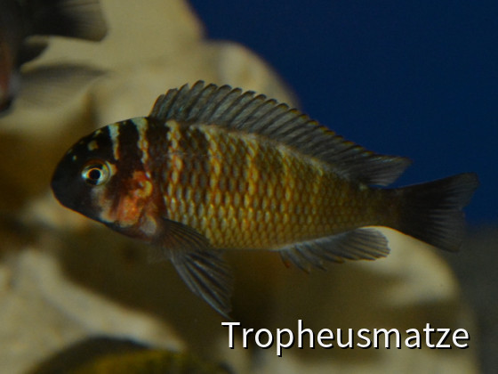 Tropheus red Belly