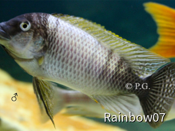 Petrochromis famula " Sangala "